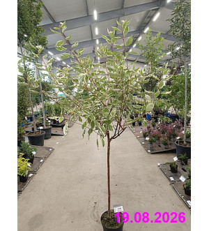 Cornus alba 'Elegantissima' C 5 L